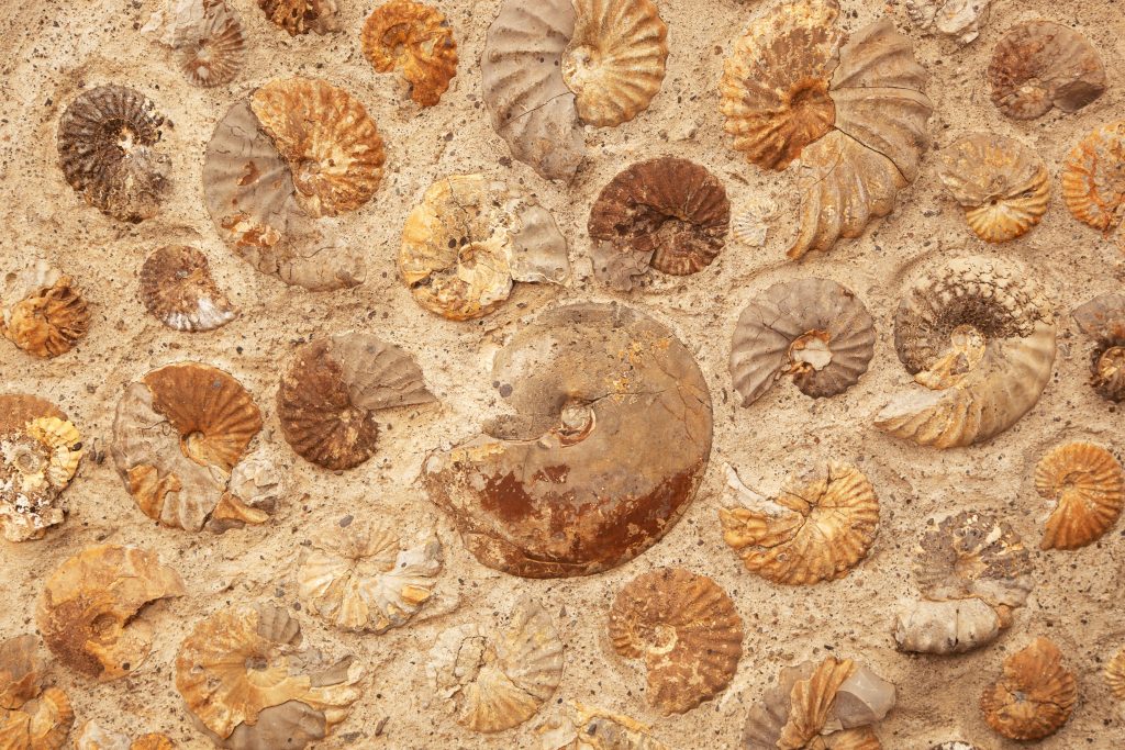 Ammoniti fossili