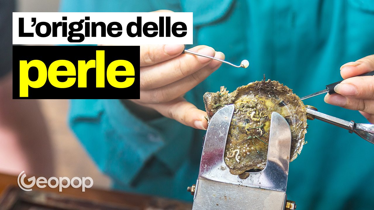 Perle