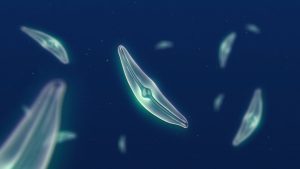 Fitoplankton (credit: NASA)