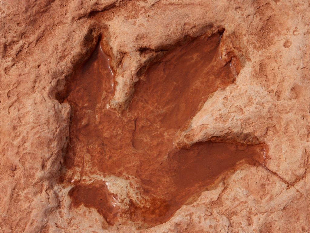 Impronta di un dinosauro, forse un allosauro, di circa 150 milioni di anni fa impressa nell’arenaria (probabilmente l’antico letto di un fiume) vicino a Tuba City in Arizona.