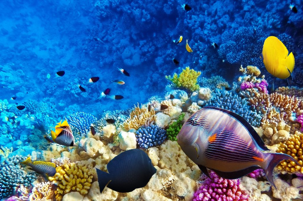 coralli biodiversità