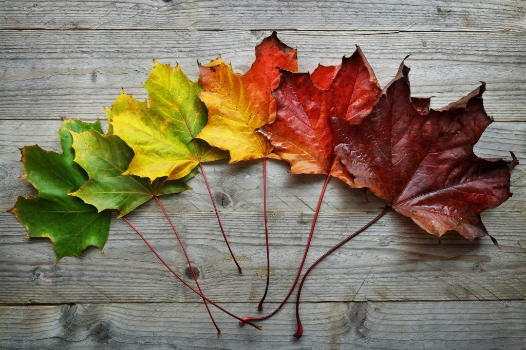 Foglie d’acero – transizione dei colori dal verde (clorofilla) al rosso intenso (antociani)