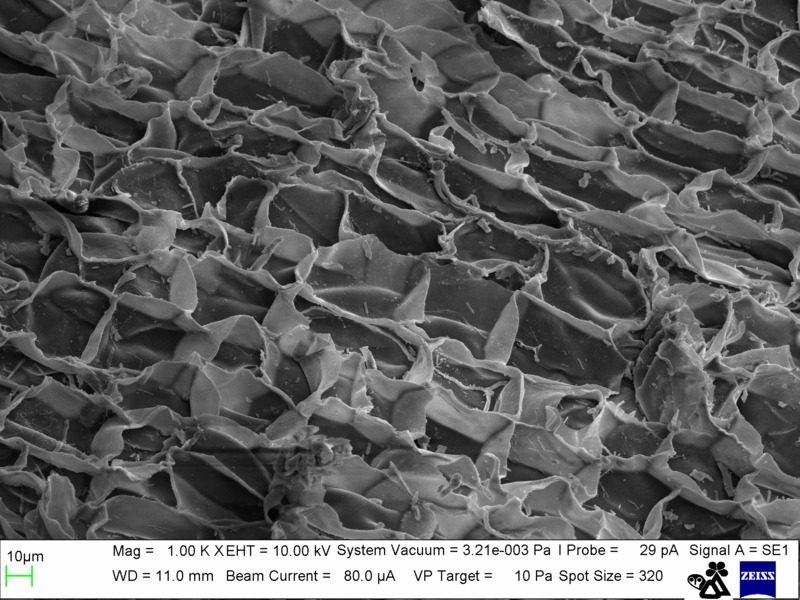 Cellule sughero
