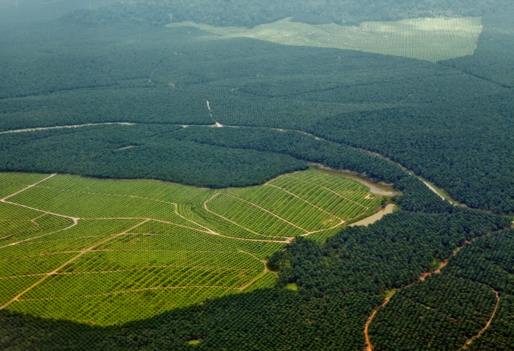 Riforestazione