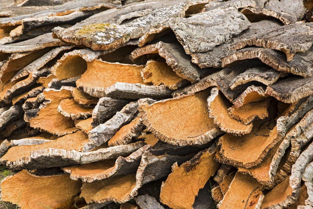 corteccia sughero