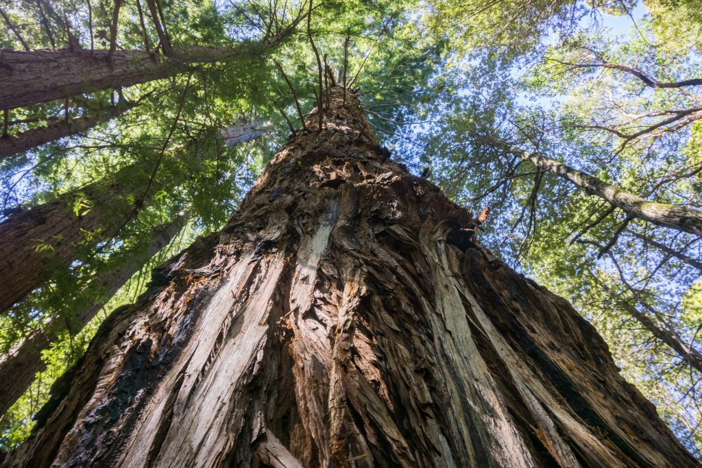 Sequoia sempervirens