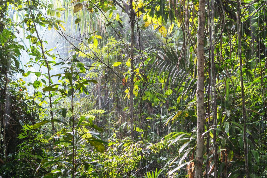 Antartide-foresta-tropicale