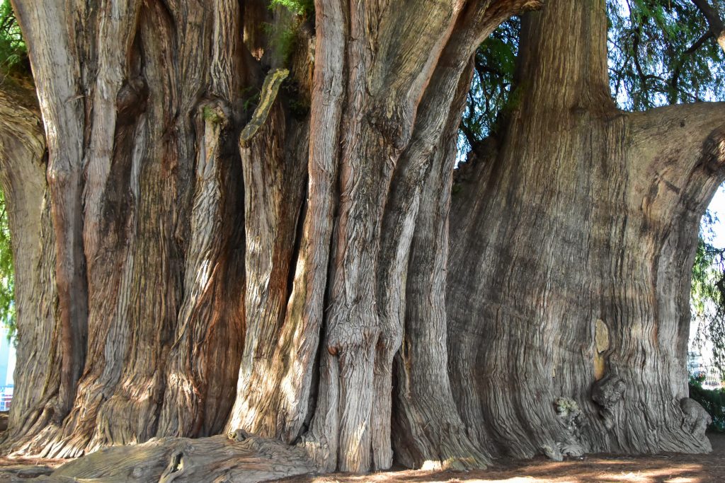 Árbol del Tule