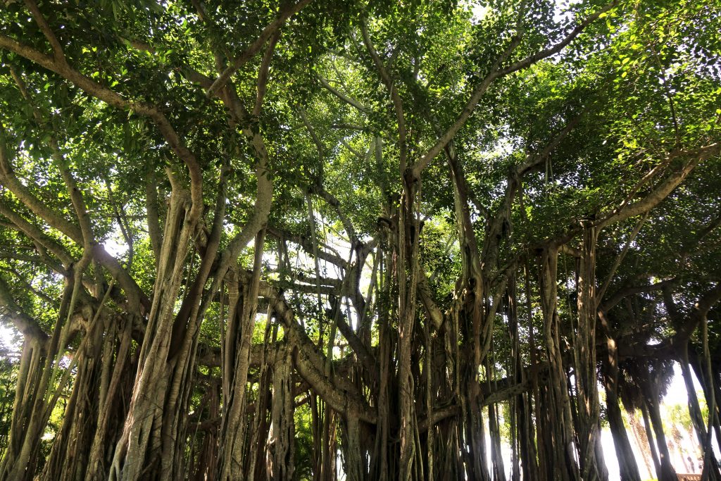 Ficus benghalensis
