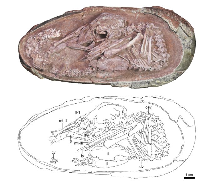 oviraptor Baby Yingliang
