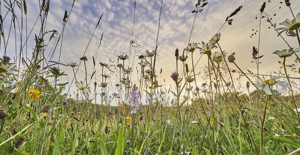 biodiversità prato
