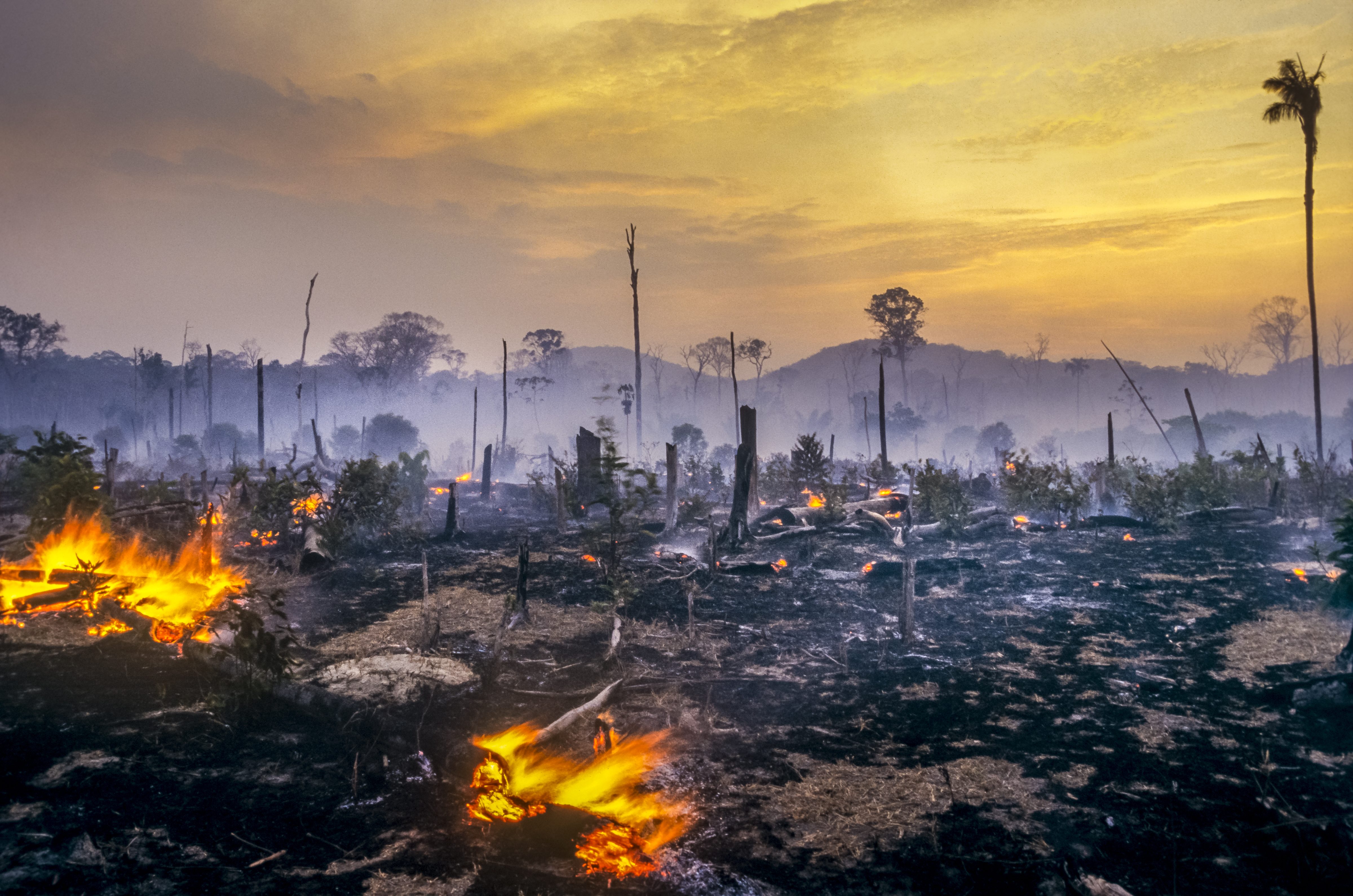 Copertina deforestazione