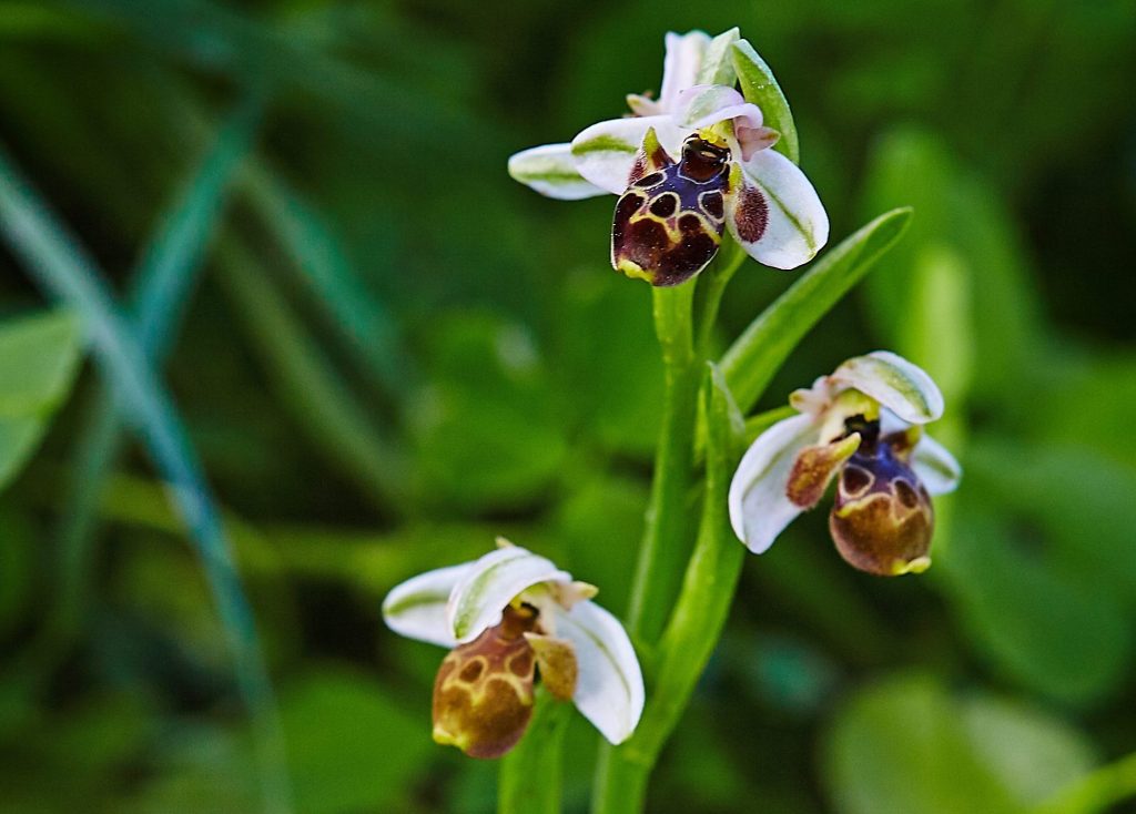 Ophrys-2
