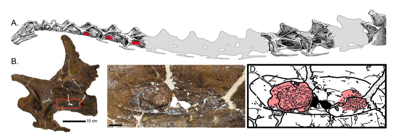 aerosacculite Dolly