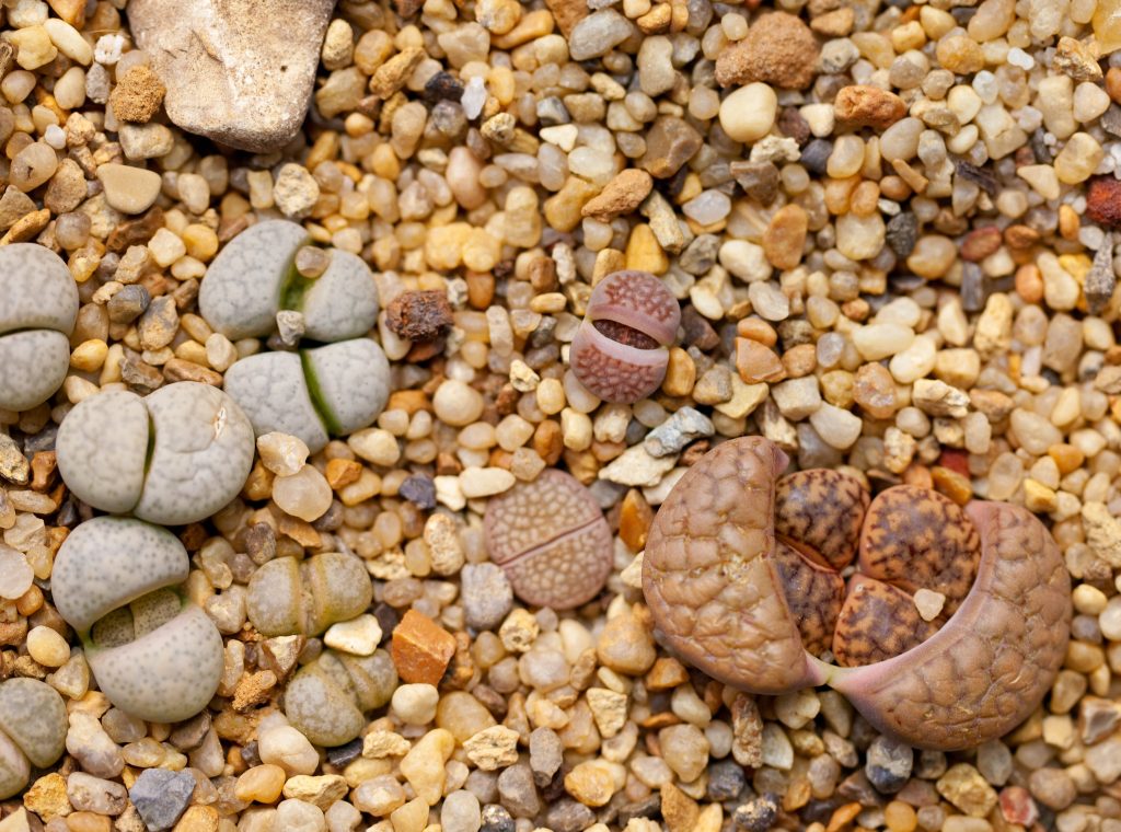 lithops