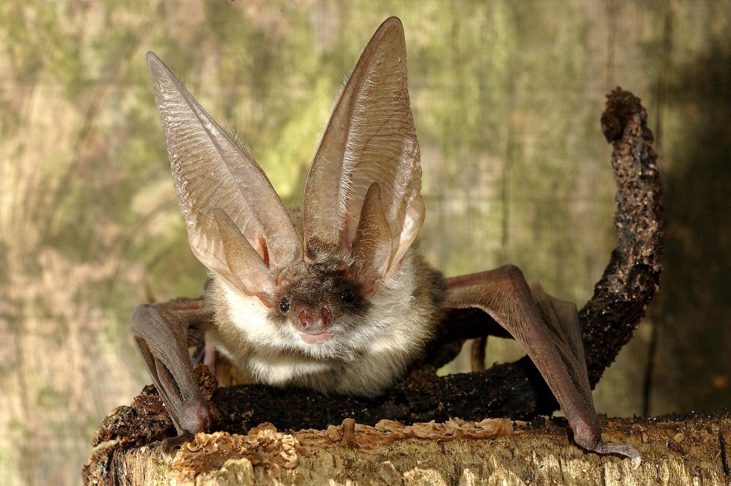 pipistrello2