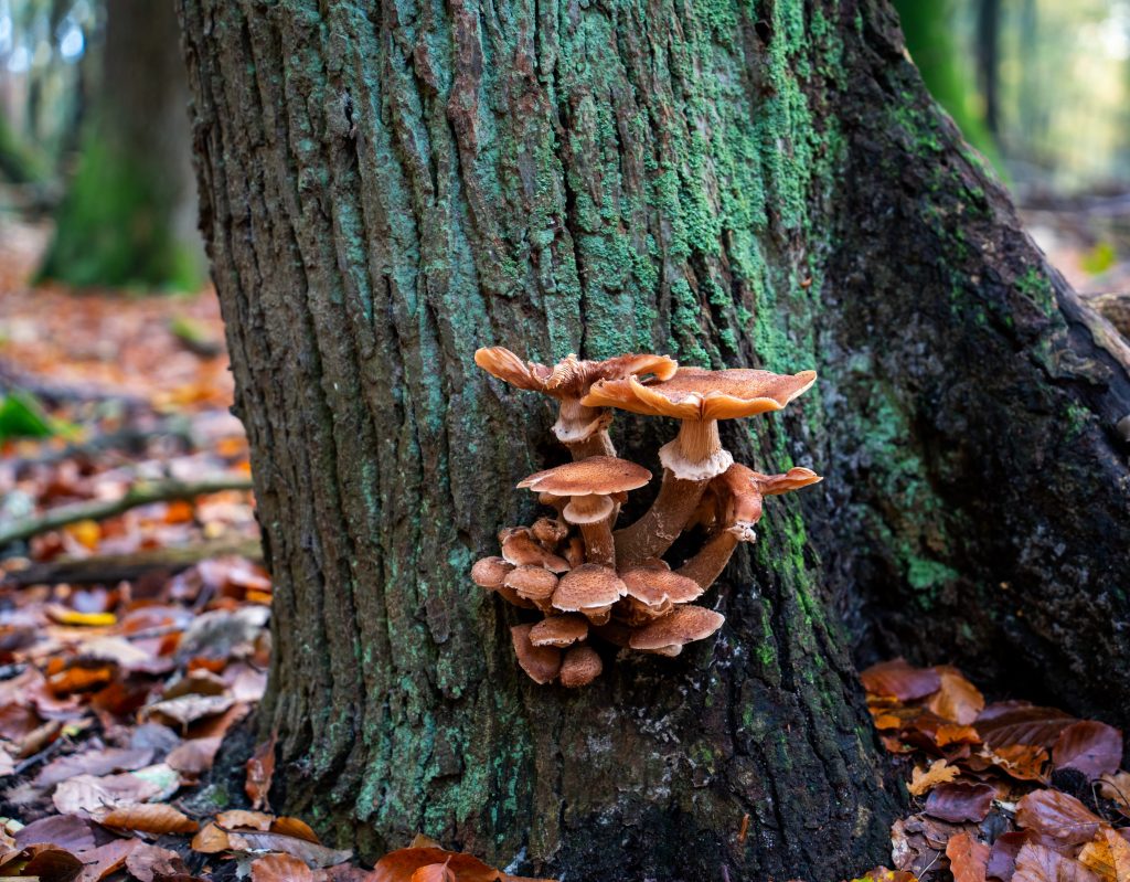 Armillaria ostoyae albero