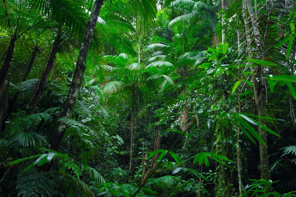 foresta amazzonica