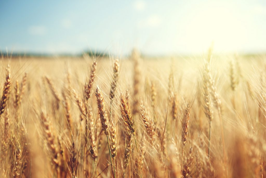 Importazione grano russo