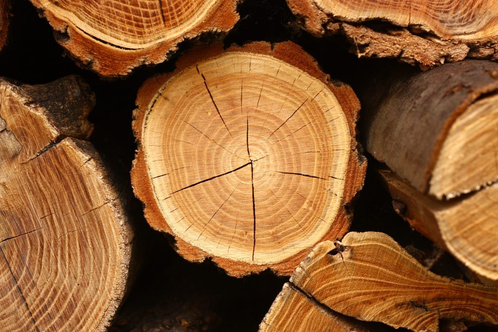 tronchi albero