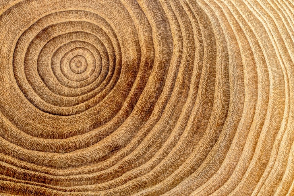 tronco albero