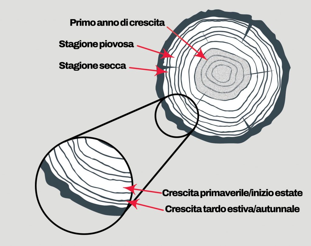anelli di crescita alberi