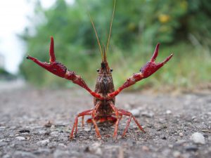 gambero rosso della luisiana