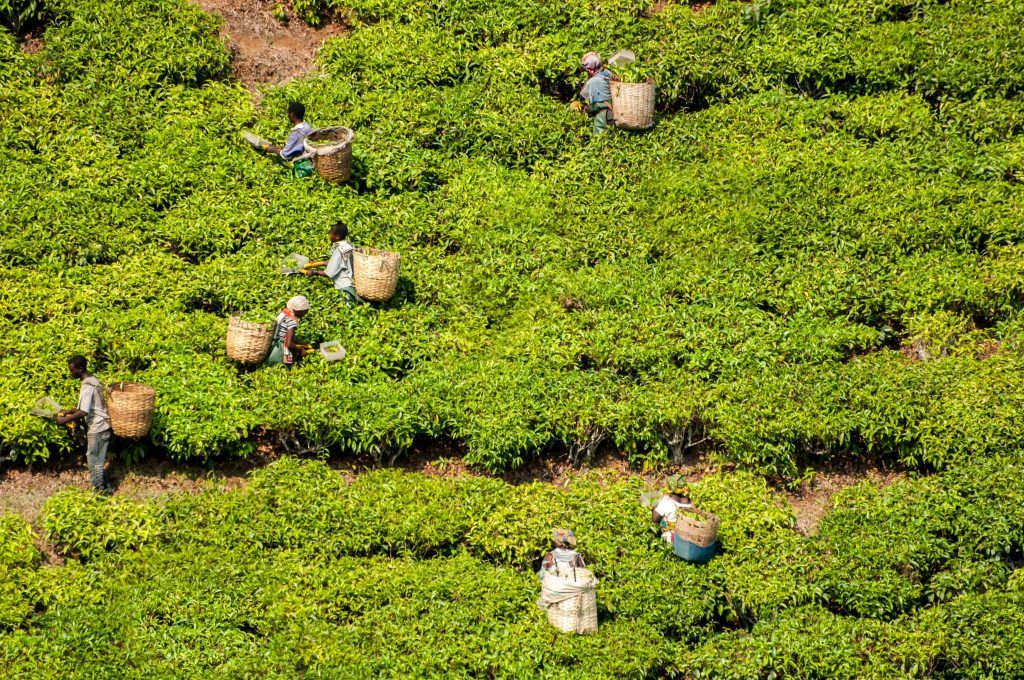 Piantagione di tè, land grabbing in Africa