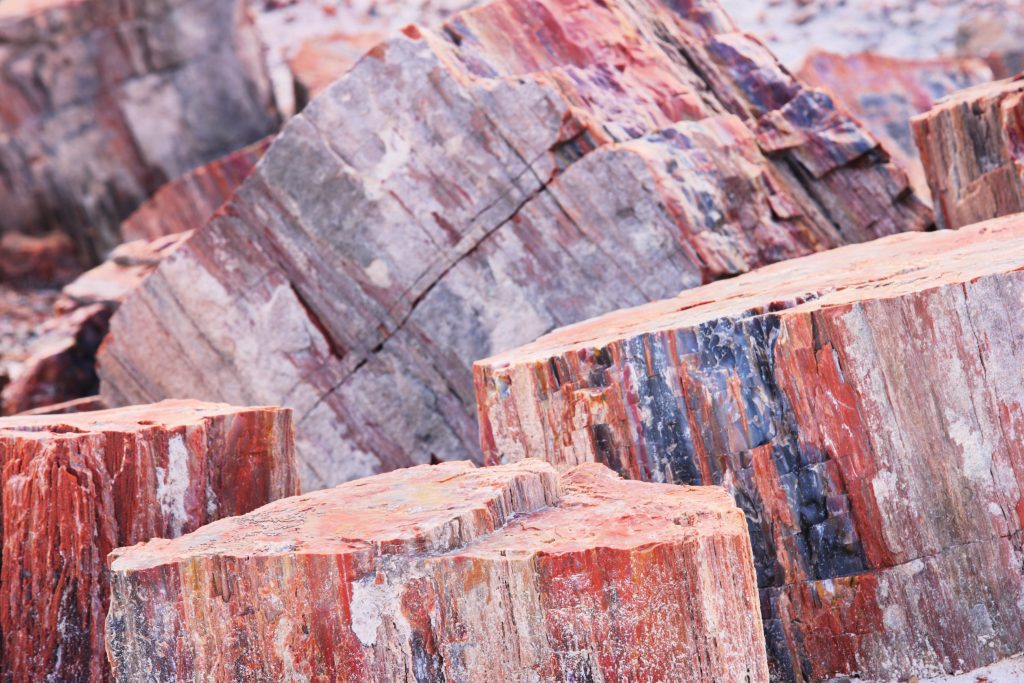 legno fossile 2