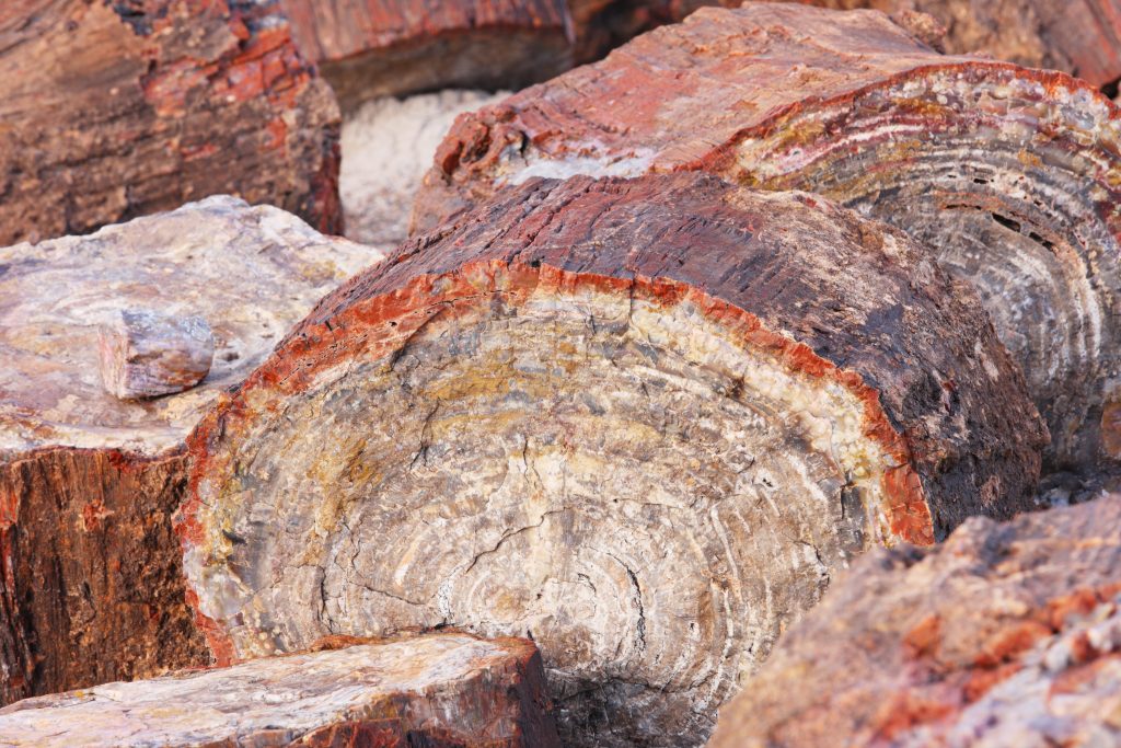 legno fossile 4