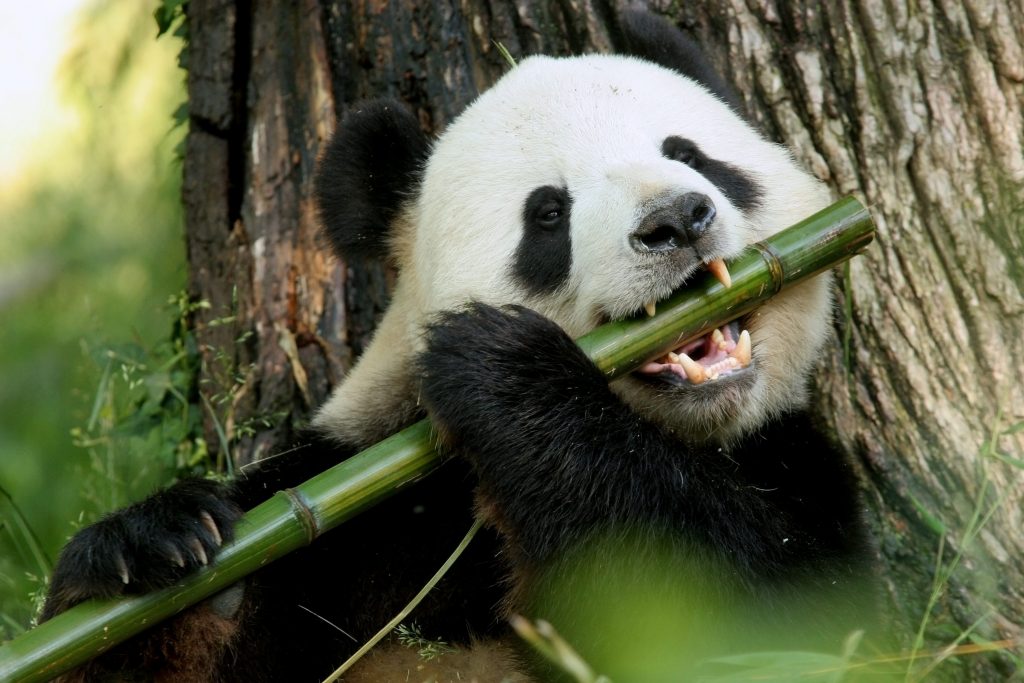 panda e bambù