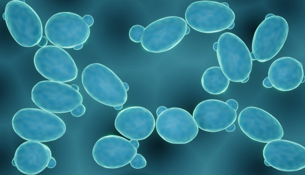 saccharomyces