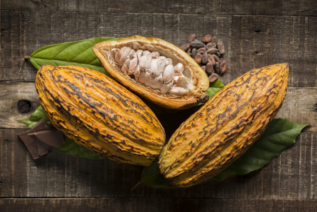 semi di cacao
