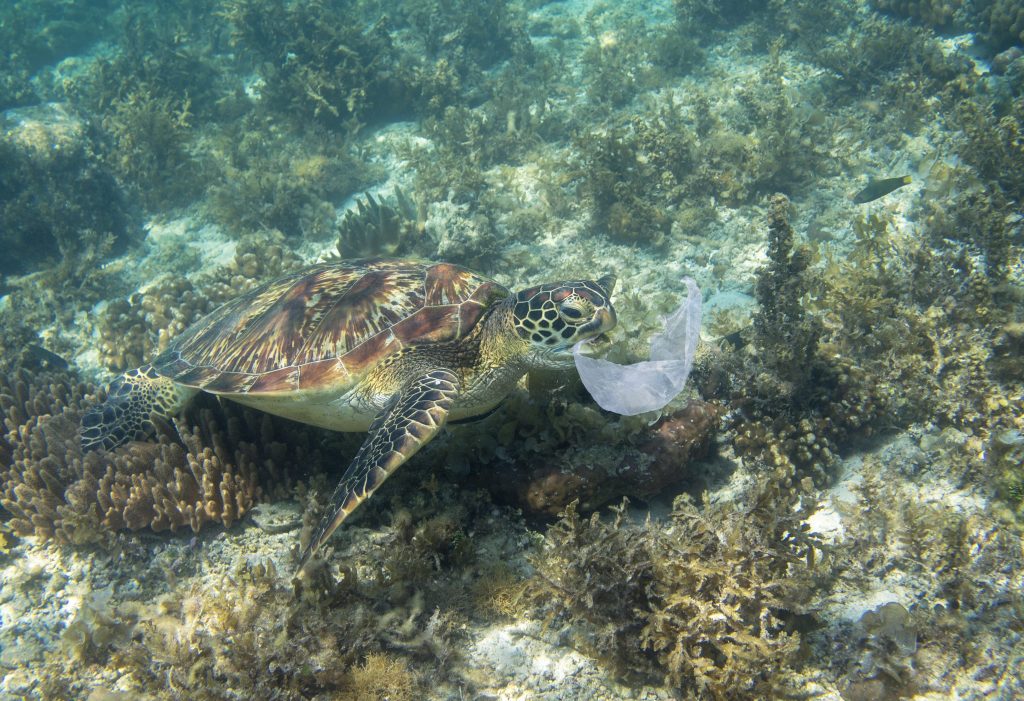 tartaruga sacchetto