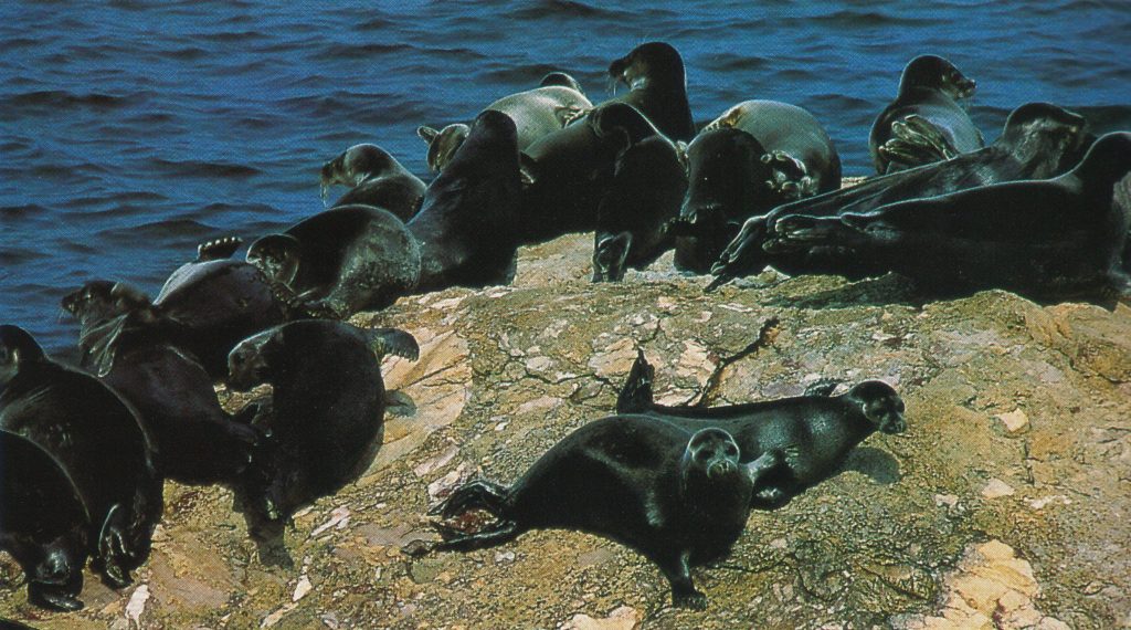 Esemplari di nerpa, la foca d’acqua dolce del Bajkal – Foto: Francorov via WikiMedia Commons