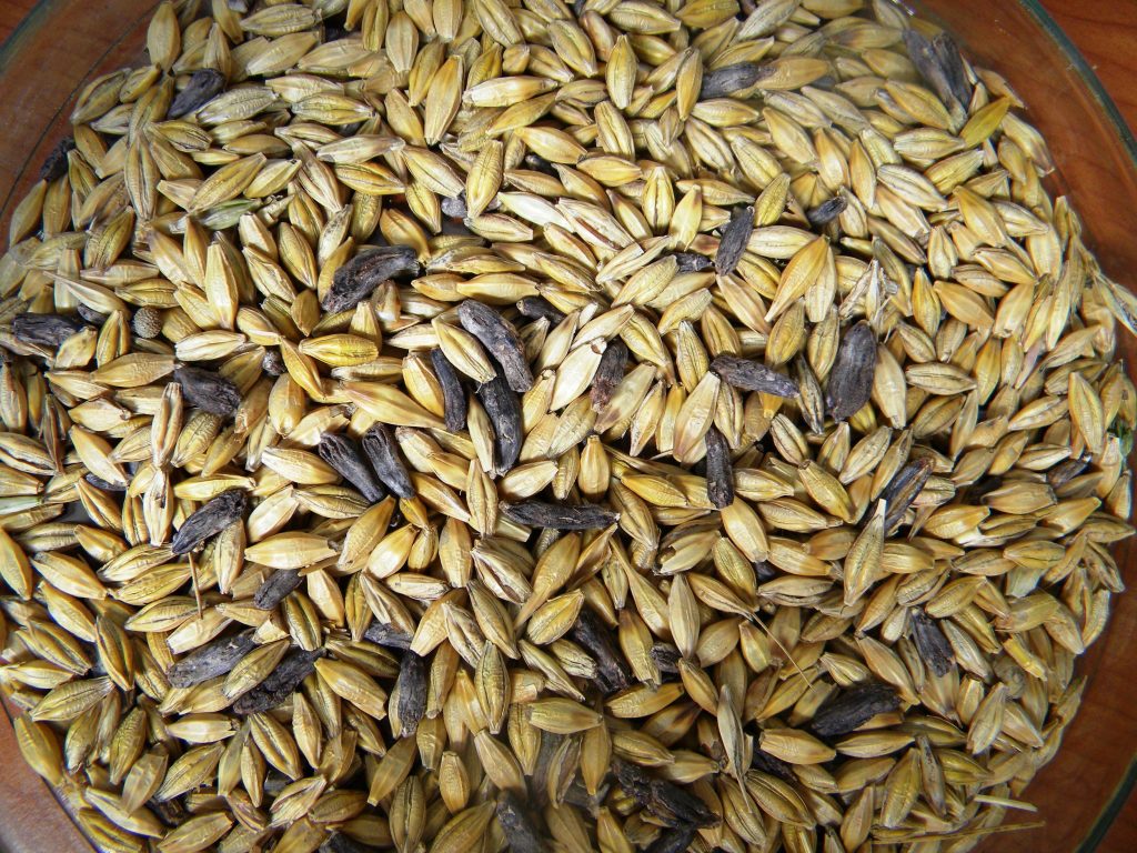grani segale cornuta