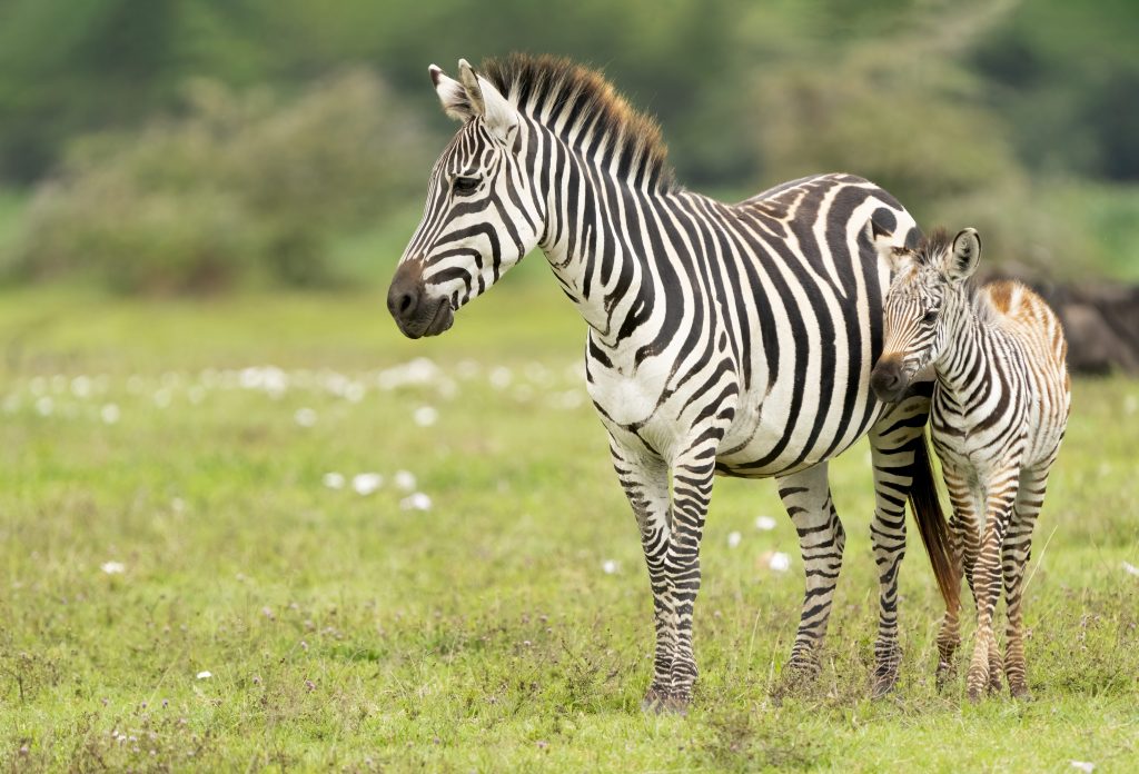 zebra cucciolo