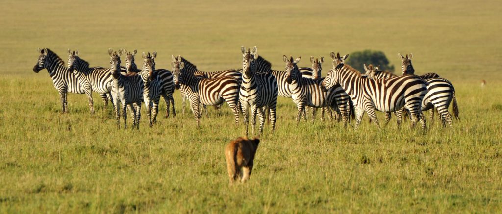 zebra leone