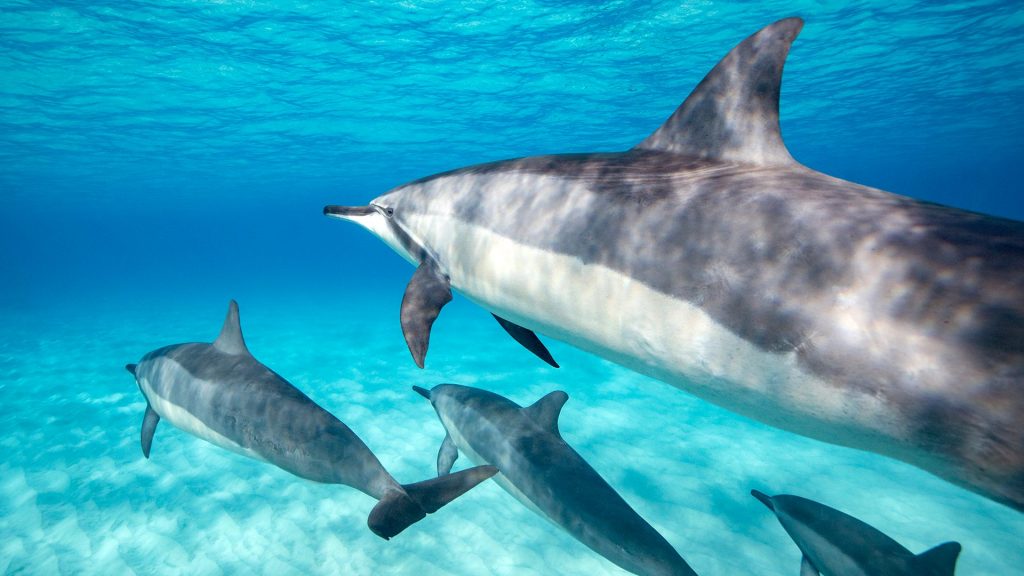delfini