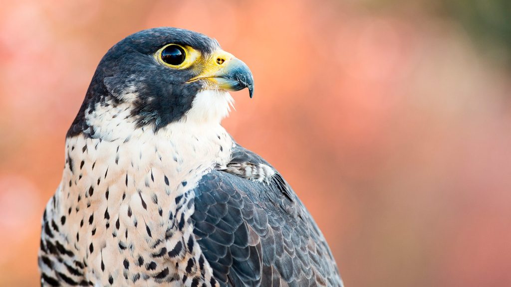 falco pellegrino