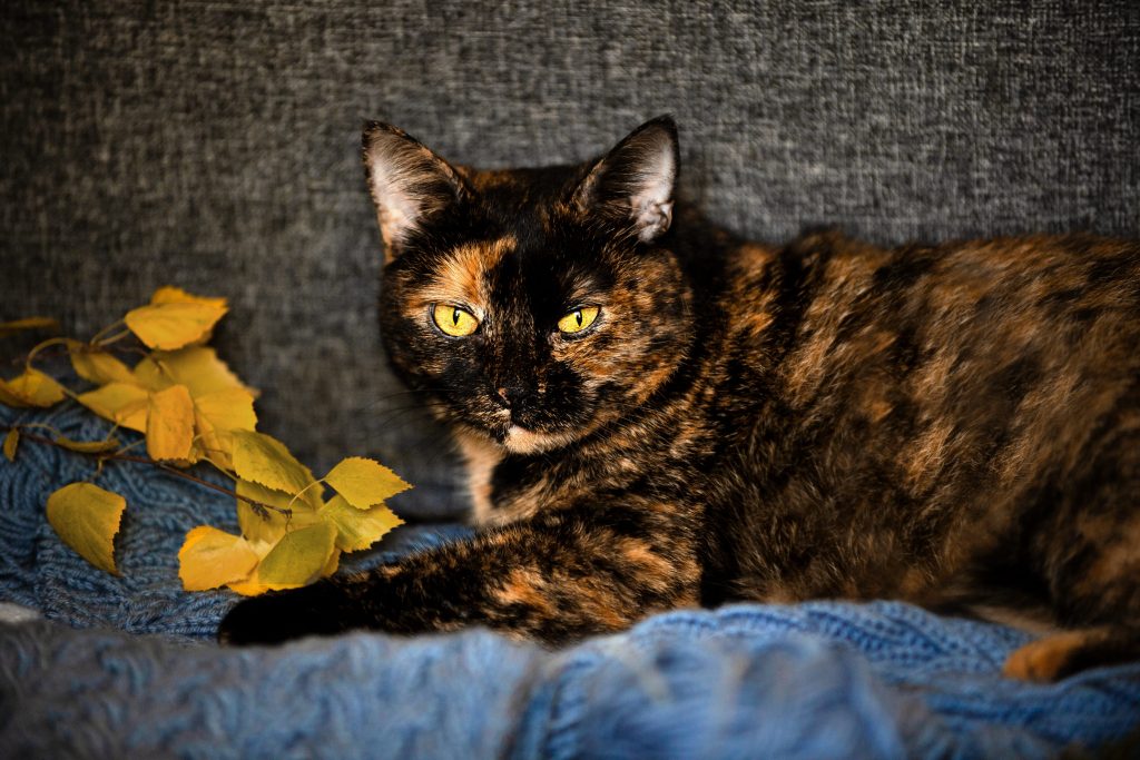 gatto tartarugato