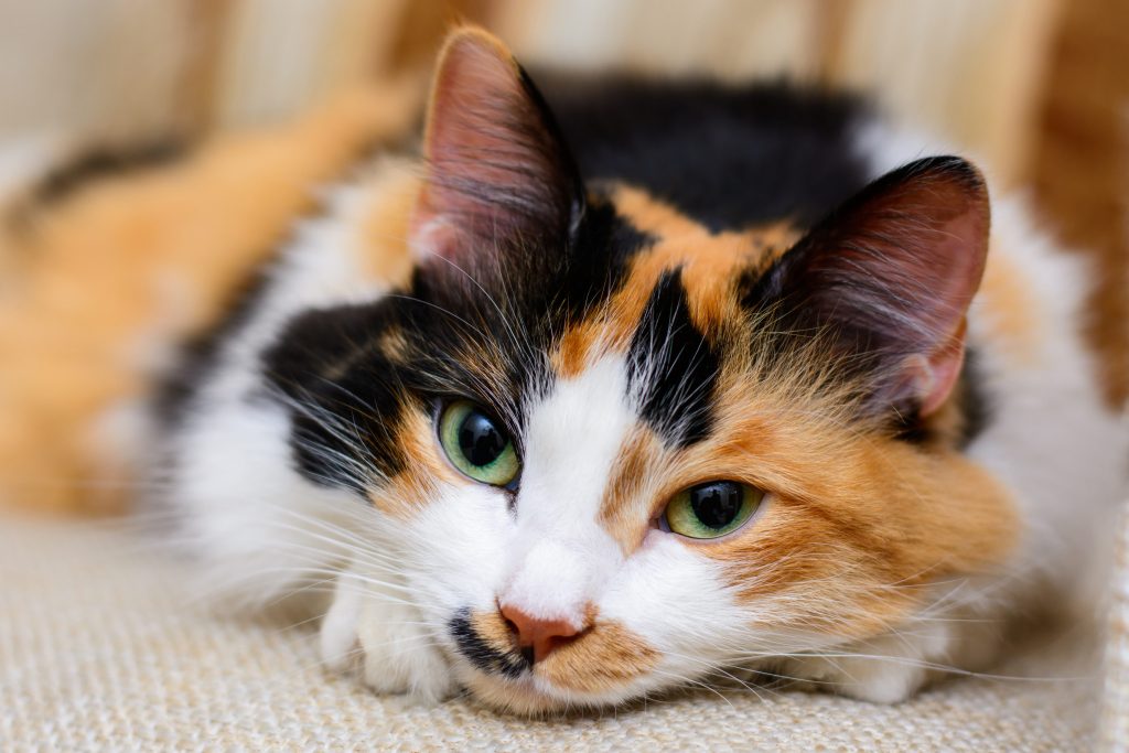 gatto tricolore2