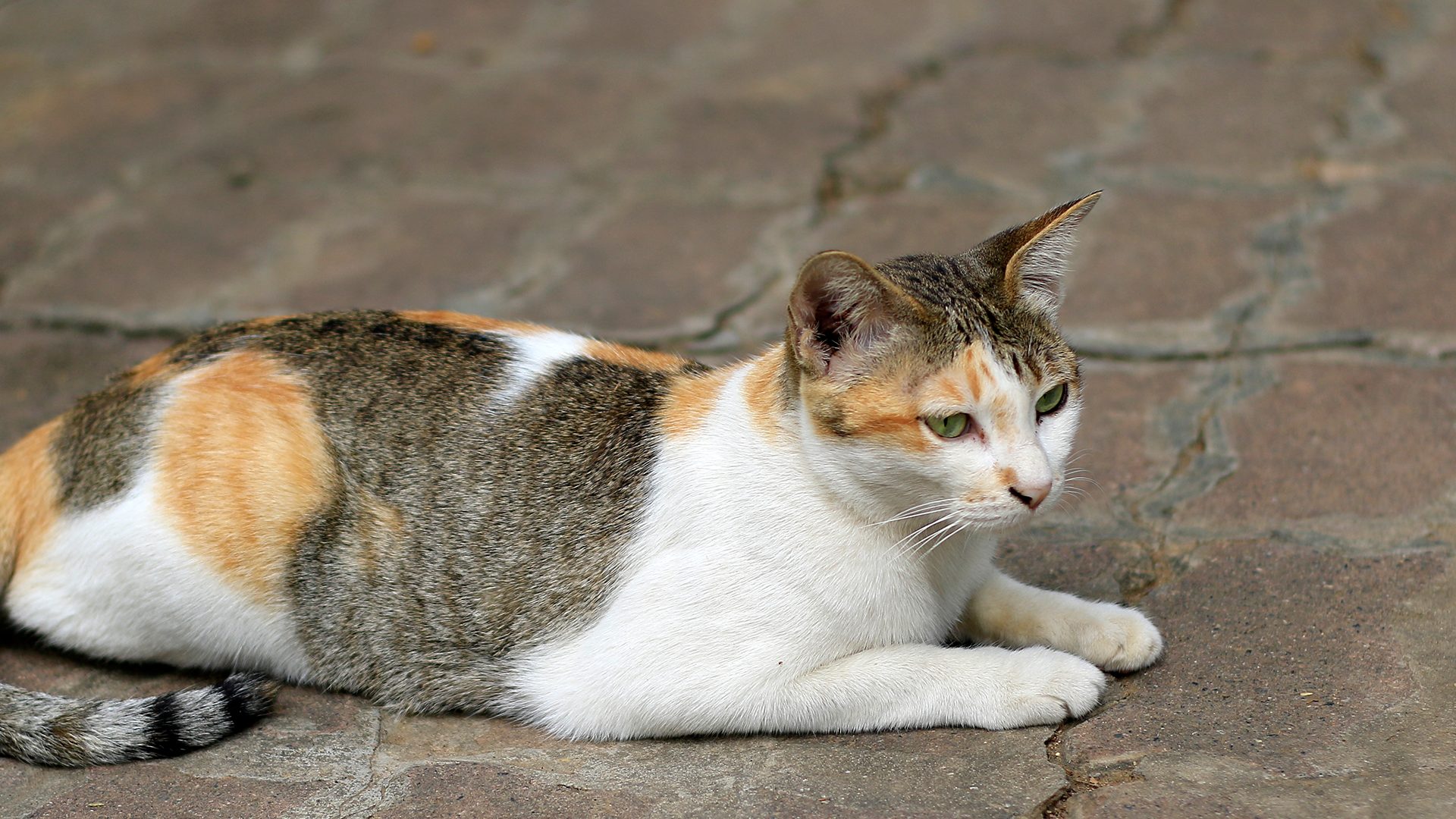 gatto_tricolore_5