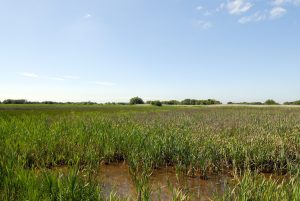Canneto in un polder