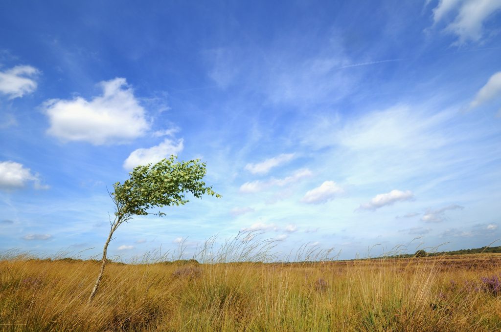 blowing_wind