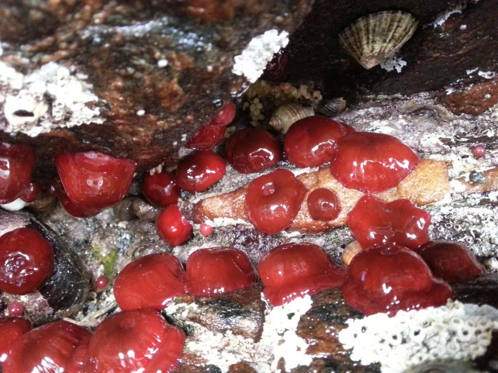 Pomodoro di mare chiuso su sé stesso (Actinia equina). Credit: O. Nevestveit (CC BY–SA 4.0)