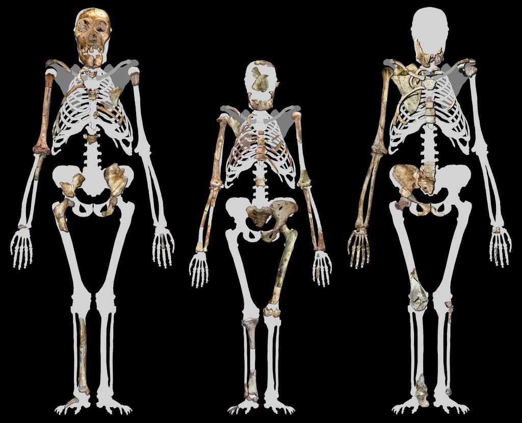 Australopithecus_sediba_and_Lucy