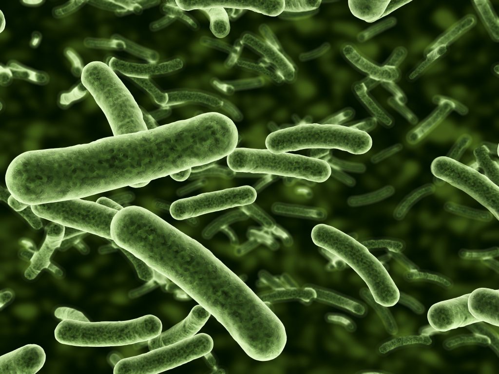 e coli