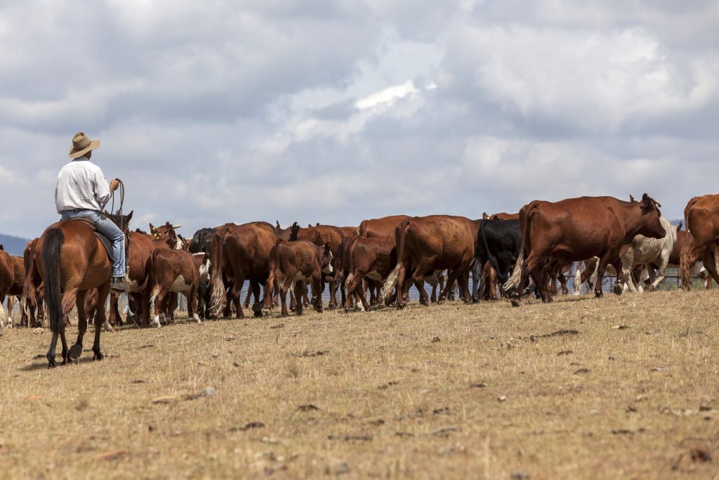 Allevamento bovini Australia