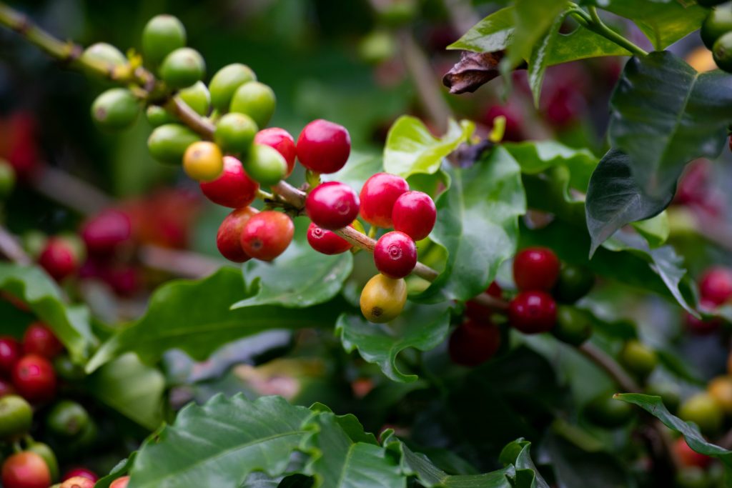 pianta caffe